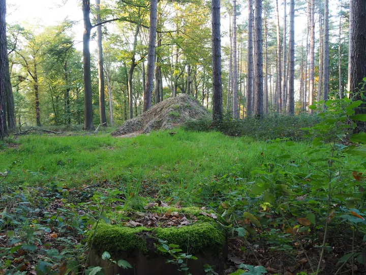 Vagevuurbos en Lippensgoed-Bulskampveld (België)